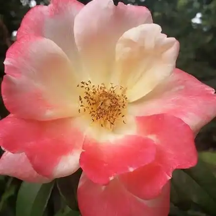 60-90 cm - Trandafiri - Roseromantic® - 